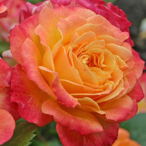Vendita, rose rose grandiflora - floribunda - giallo - rosa - Rosa Landlust ® - rosa non profumata - W. Kordes’ Söhne® - ,-